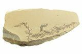 Shale With Dawn Redwood (Metasequoia) Fossils - Montana #356513-1